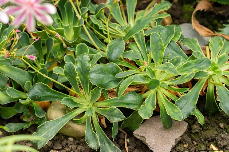 Hur man odlar och tar hand om Lewisia Bitterroot (Cliff Maids) 