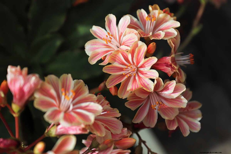 Hur man odlar och tar hand om Lewisia Bitterroot (Cliff Maids) 