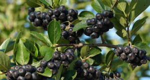 Come coltivare l Aronia (Aronia):una guida completa alla semina e alla cura 