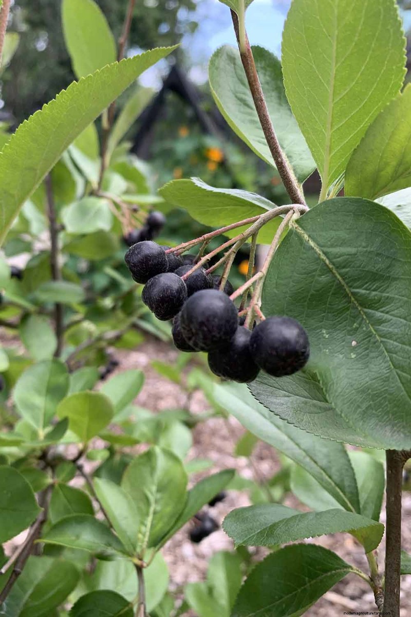 Hur man odlar aronia (chokeberry):En omfattande planterings- och skötselguide 