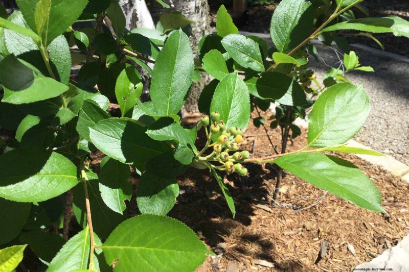 Hur man odlar aronia (chokeberry):En omfattande planterings- och skötselguide 