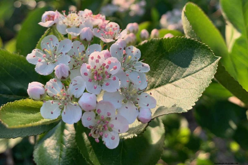 Hur man odlar aronia (chokeberry):En omfattande planterings- och skötselguide 