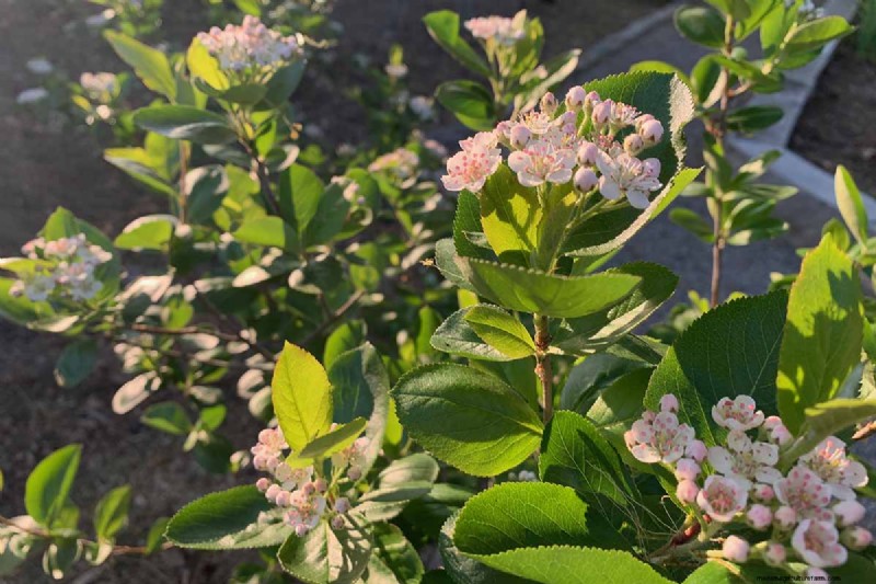 Hur man odlar aronia (chokeberry):En omfattande planterings- och skötselguide 