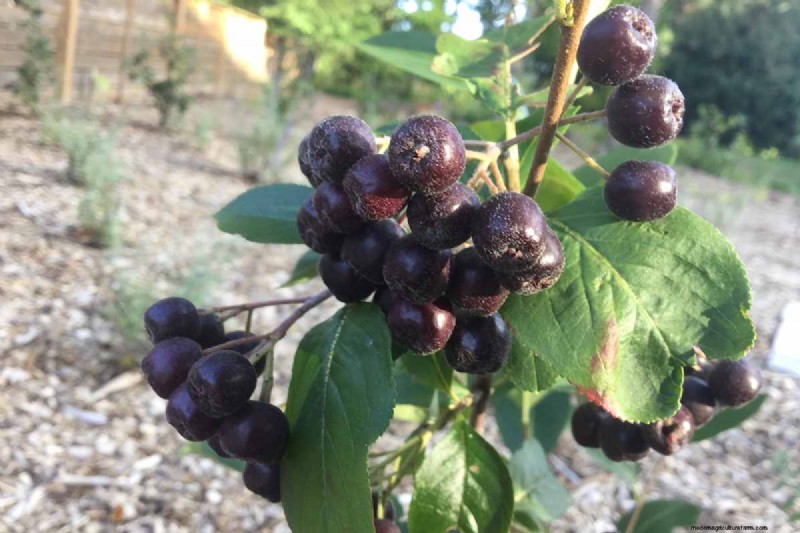 Hur man odlar aronia (chokeberry):En omfattande planterings- och skötselguide 