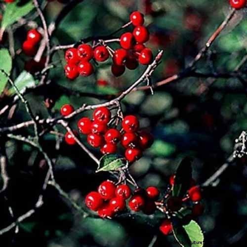 Hur man odlar aronia (chokeberry):En omfattande planterings- och skötselguide 