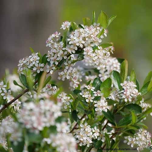 Hur man odlar aronia (chokeberry):En omfattande planterings- och skötselguide 