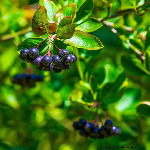 Hur man odlar aronia (chokeberry):En omfattande planterings- och skötselguide 