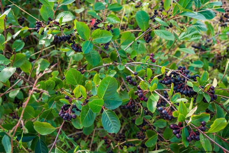 Hur man odlar aronia (chokeberry):En omfattande planterings- och skötselguide 