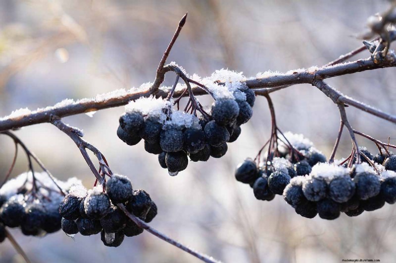 Hur man odlar aronia (chokeberry):En omfattande planterings- och skötselguide 