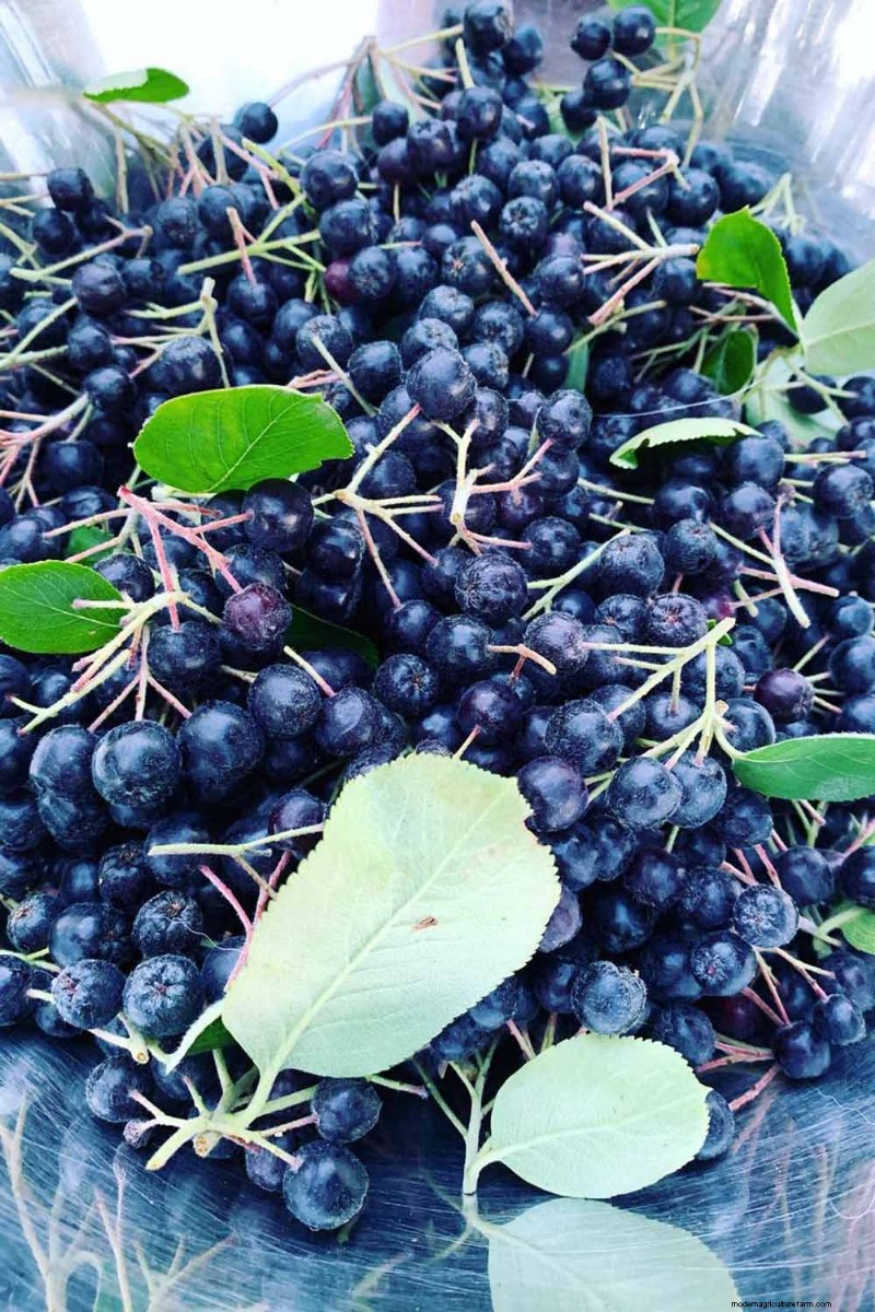 Hur man odlar aronia (chokeberry):En omfattande planterings- och skötselguide 