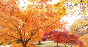 21 Stunning Trees for Vibrant Yellow Fall Foliage