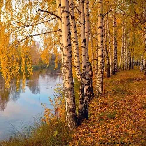 21 fantastiska träd för levande gult höstlöv