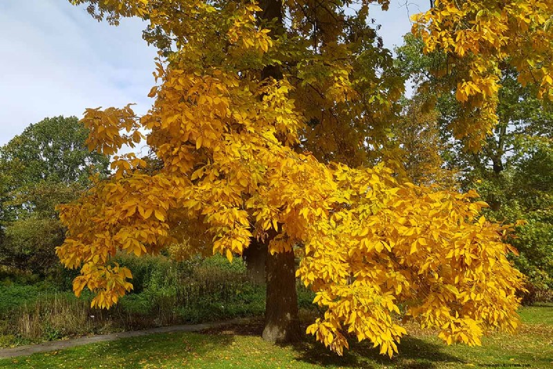 21 fantastiska träd för levande gult höstlöv