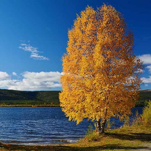 21 fantastiska träd för levande gult höstlöv