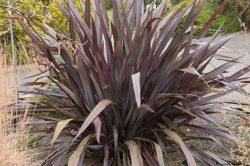 Bemästra konsten att odla och ta hand om nyzeeländsk lin (Phormium) 