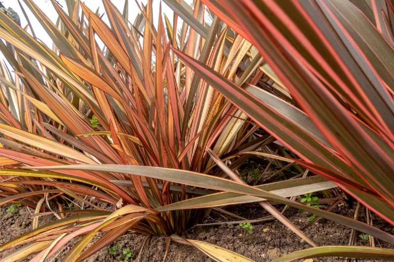 Bemästra konsten att odla och ta hand om nyzeeländsk lin (Phormium) 