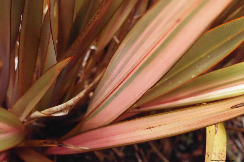 Bemästra konsten att odla och ta hand om nyzeeländsk lin (Phormium) 