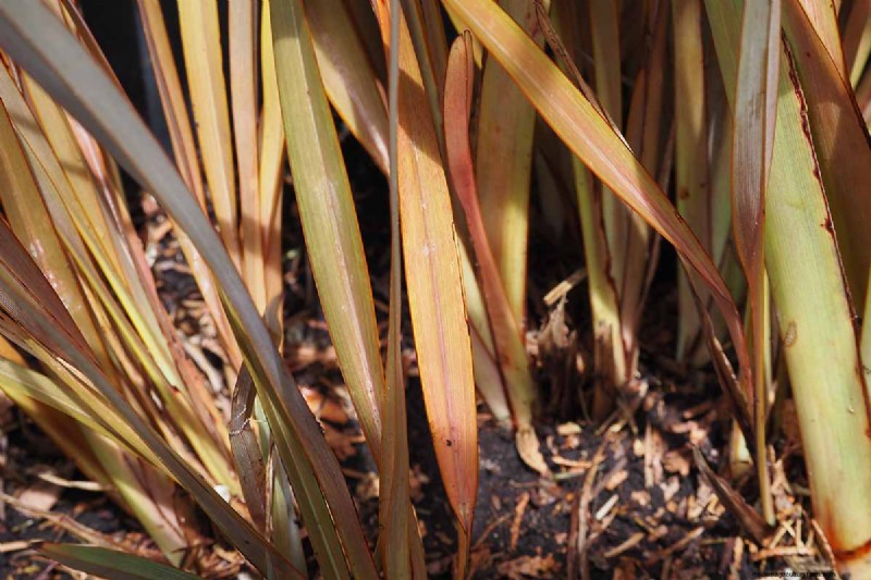 Bemästra konsten att odla och ta hand om nyzeeländsk lin (Phormium) 