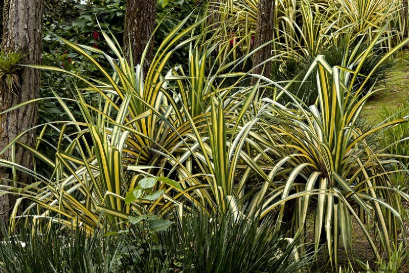 Bemästra konsten att odla och ta hand om nyzeeländsk lin (Phormium) 