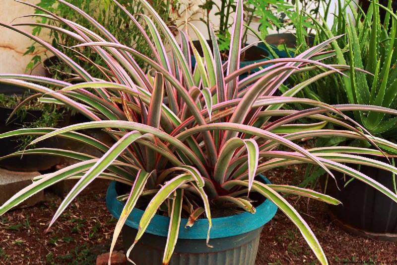 Bemästra konsten att odla och ta hand om nyzeeländsk lin (Phormium) 
