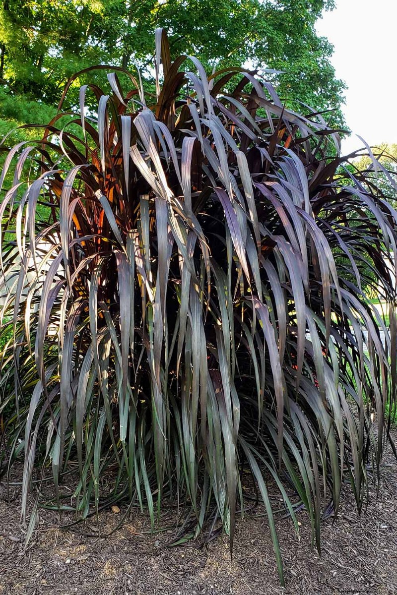 Bemästra konsten att odla och ta hand om nyzeeländsk lin (Phormium) 