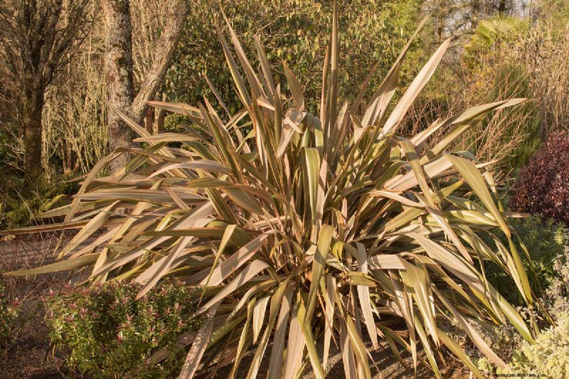 Bemästra konsten att odla och ta hand om nyzeeländsk lin (Phormium) 