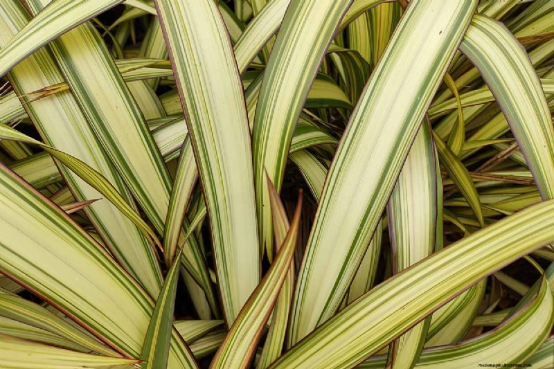 Bemästra konsten att odla och ta hand om nyzeeländsk lin (Phormium) 