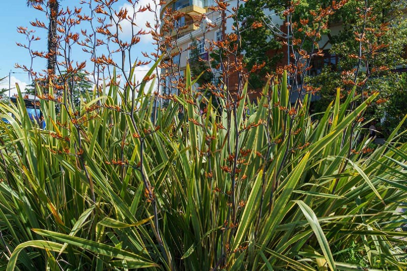 Bemästra konsten att odla och ta hand om nyzeeländsk lin (Phormium) 