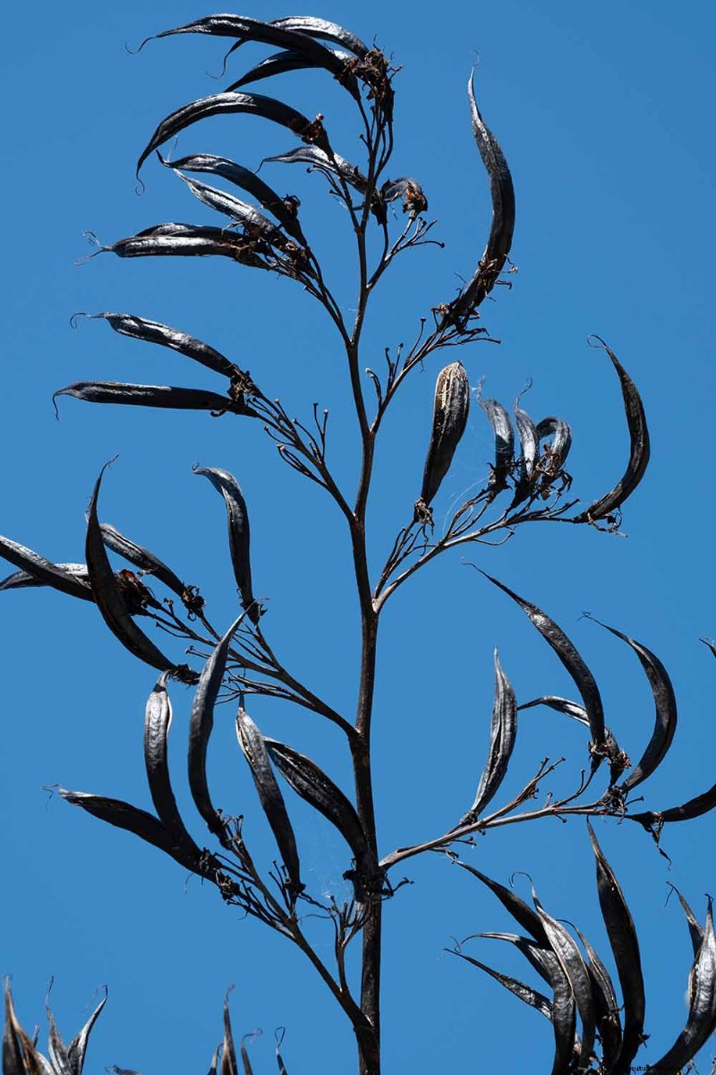 Bemästra konsten att odla och ta hand om nyzeeländsk lin (Phormium) 