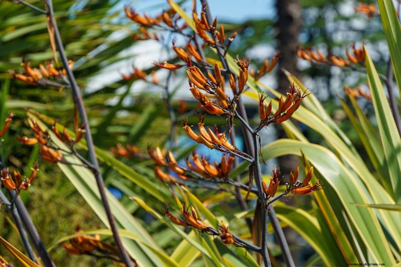 Bemästra konsten att odla och ta hand om nyzeeländsk lin (Phormium) 