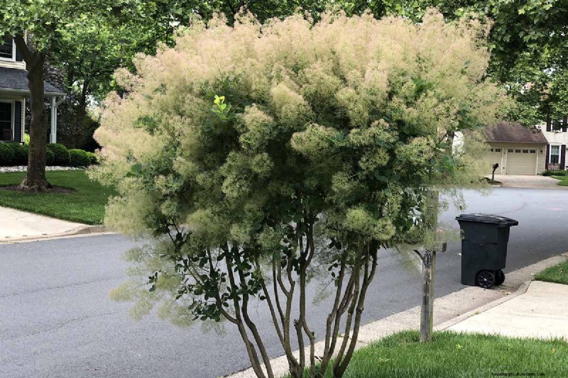 17 små träd som trivs i urbana trädgårdar – expertval för kompakta, pollinatorvänliga utrymmen