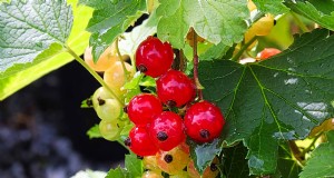 Plantar y cultivar grosellas rojas:una guía completa 