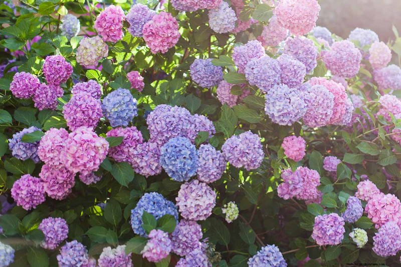 Hydrangea:Panduan Ahli untuk Menanam, Memangkas, dan Memilih Varietas Terbaik 