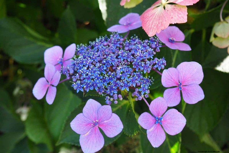 Hydrangea:Panduan Ahli untuk Menanam, Memangkas, dan Memilih Varietas Terbaik 