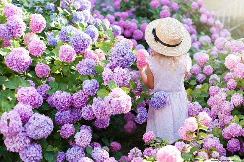 Hydrangea:Panduan Ahli untuk Menanam, Memangkas, dan Memilih Varietas Terbaik 