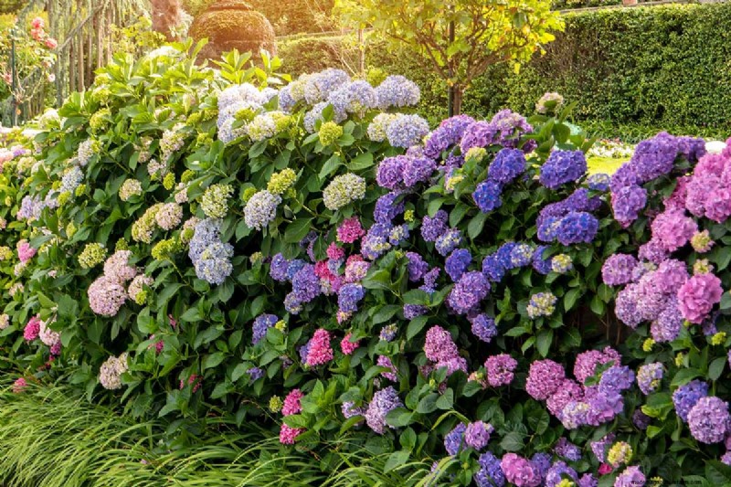 Hydrangea:Panduan Ahli untuk Menanam, Memangkas, dan Memilih Varietas Terbaik 
