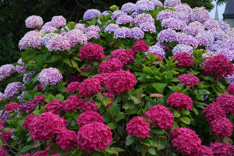 Hydrangea:Panduan Ahli untuk Menanam, Memangkas, dan Memilih Varietas Terbaik 