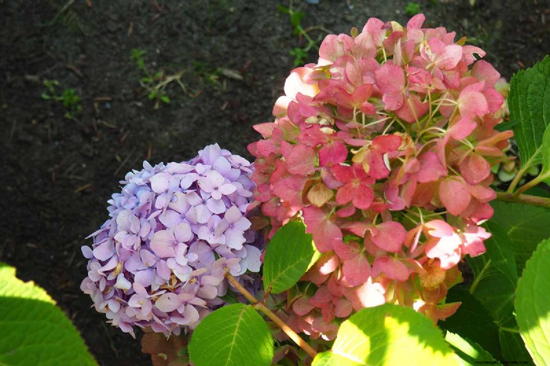 Hydrangea:Panduan Ahli untuk Menanam, Memangkas, dan Memilih Varietas Terbaik 