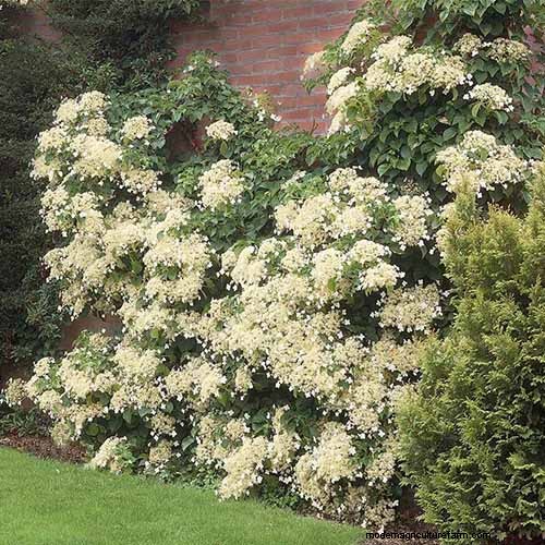 Hydrangea:Panduan Ahli untuk Menanam, Memangkas, dan Memilih Varietas Terbaik 