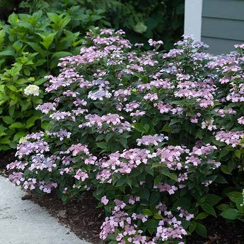 Hydrangea:Panduan Ahli untuk Menanam, Memangkas, dan Memilih Varietas Terbaik 