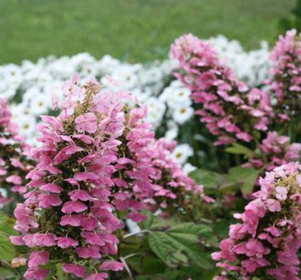 Hydrangea:Panduan Ahli untuk Menanam, Memangkas, dan Memilih Varietas Terbaik 