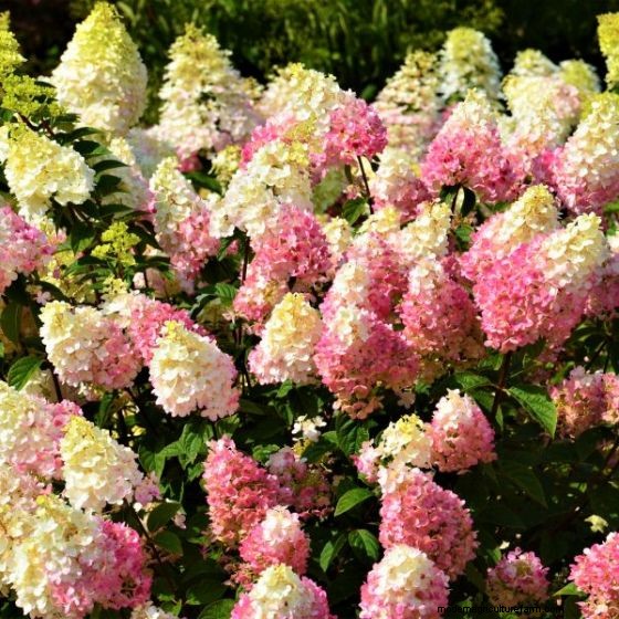 Hydrangea:Panduan Ahli untuk Menanam, Memangkas, dan Memilih Varietas Terbaik 