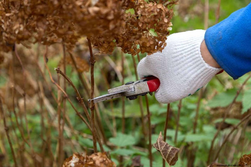 Hydrangea:Panduan Ahli untuk Menanam, Memangkas, dan Memilih Varietas Terbaik 