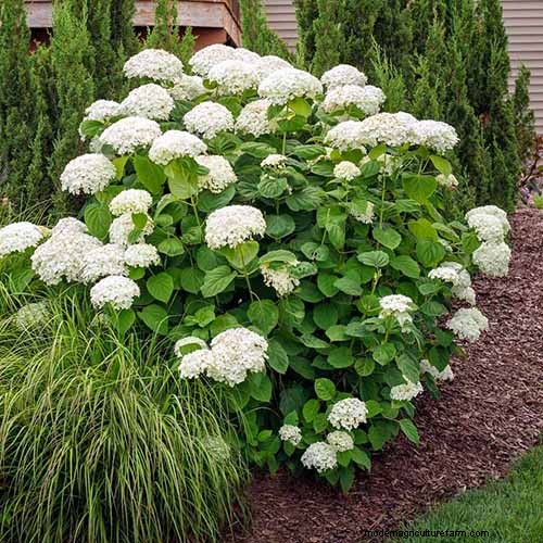 Hydrangea:Panduan Ahli untuk Menanam, Memangkas, dan Memilih Varietas Terbaik 