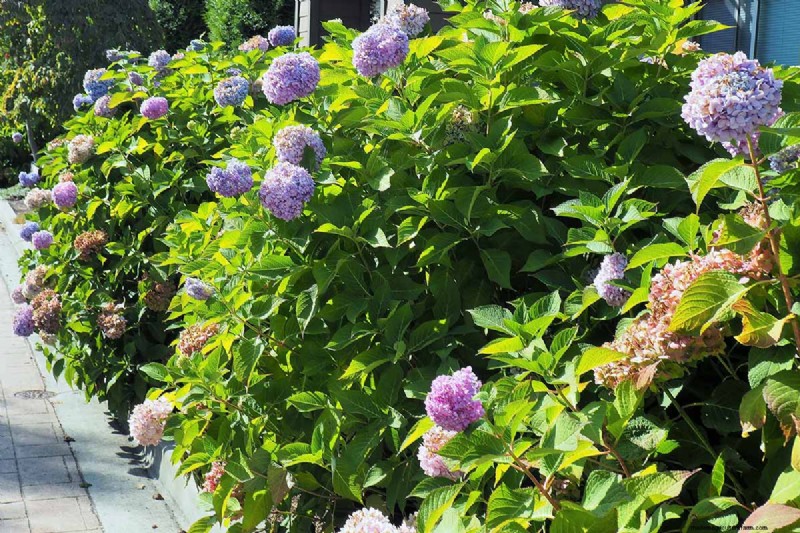 Hydrangea:Panduan Ahli untuk Menanam, Memangkas, dan Memilih Varietas Terbaik 