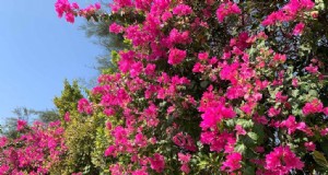 19 videiras vibrantes de verão para transformar seu jardim 