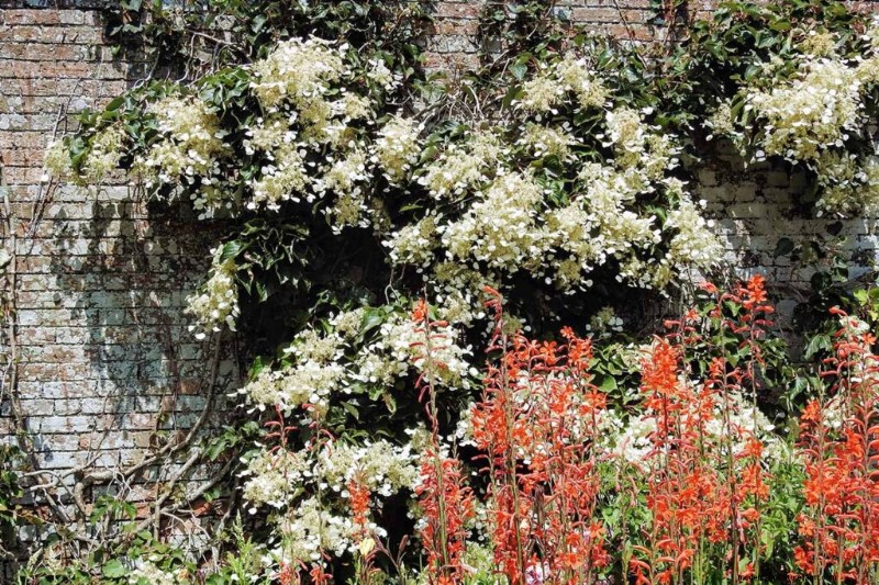 19 Tanaman Merambat Musim Panas yang Bersemangat untuk Mengubah Taman Anda 