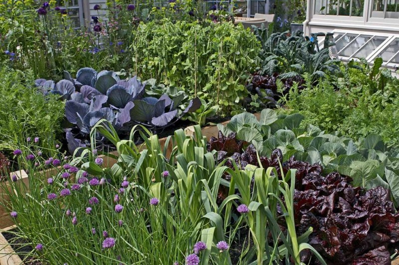 11 Pupuk Terbaik untuk Kebun Sayur yang Berkembang 