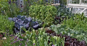 I 11 migliori fertilizzanti per un orto fiorente 