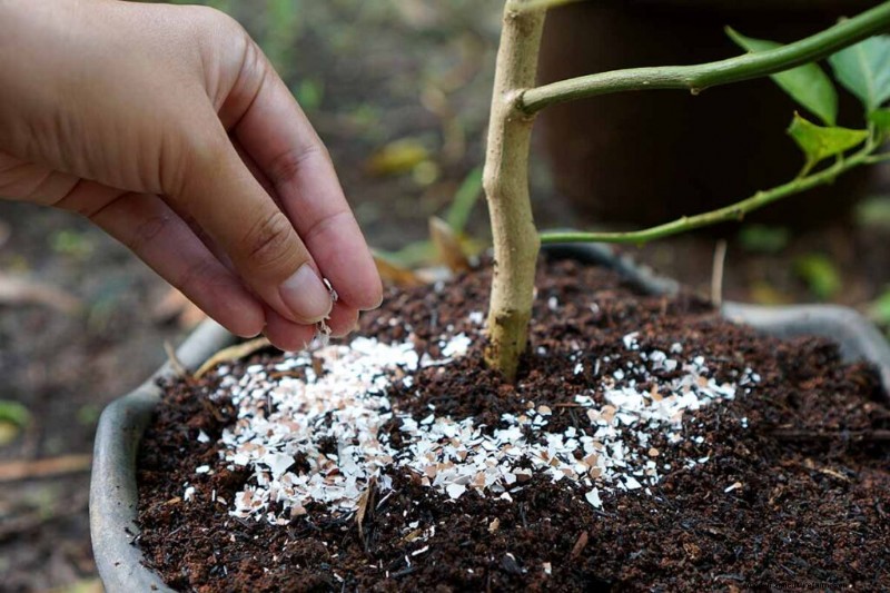 11 Pupuk Terbaik untuk Kebun Sayur yang Berkembang 